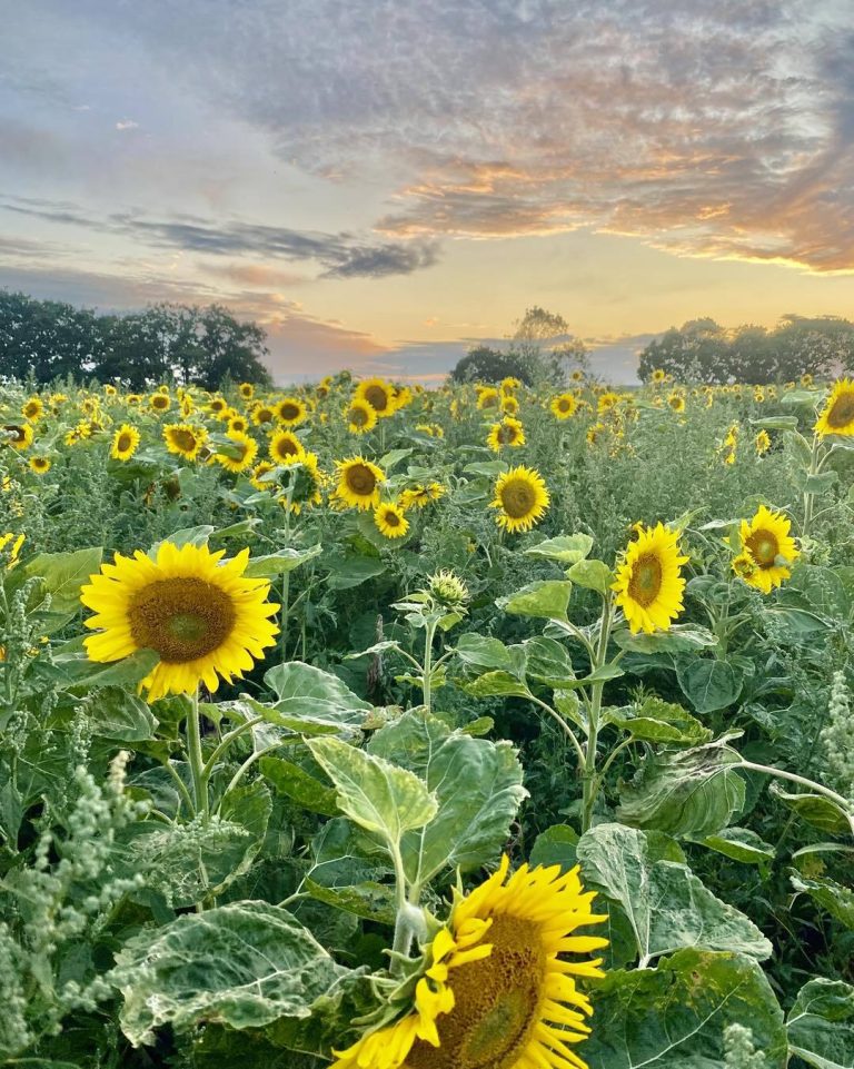 Sunflowers, Slime & Summer Sounds