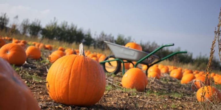 Pumpkins, Patches, Performances