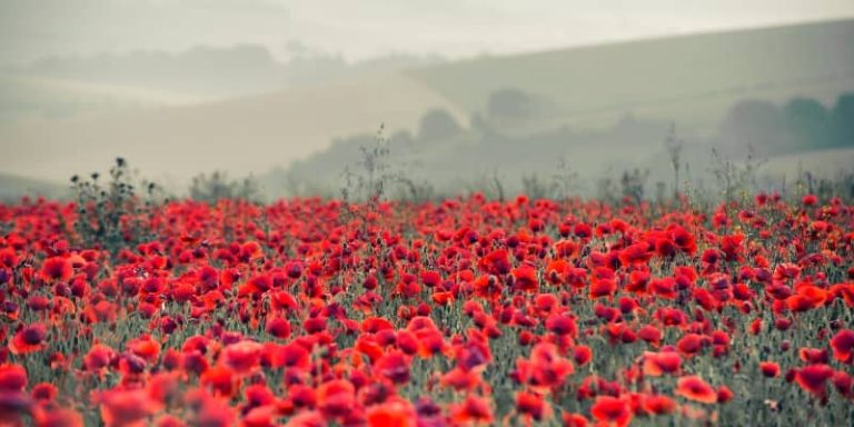 Poppies, Parades & Parish Pride