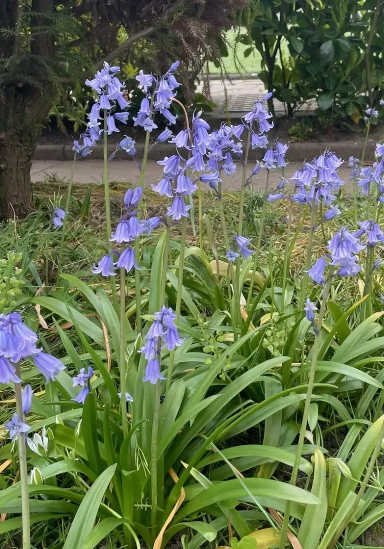 Bluebells, Beats & Bank Holidays